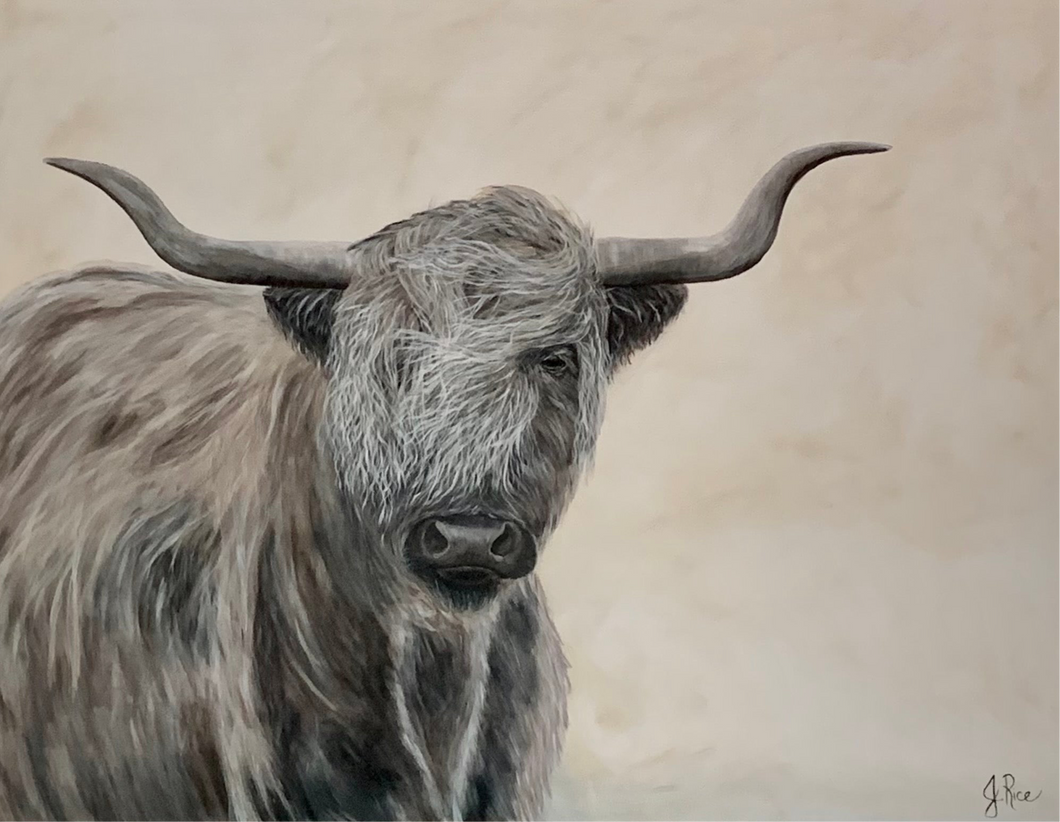 Highland Cow