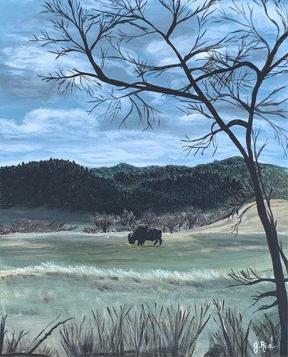 Wyoming Bison